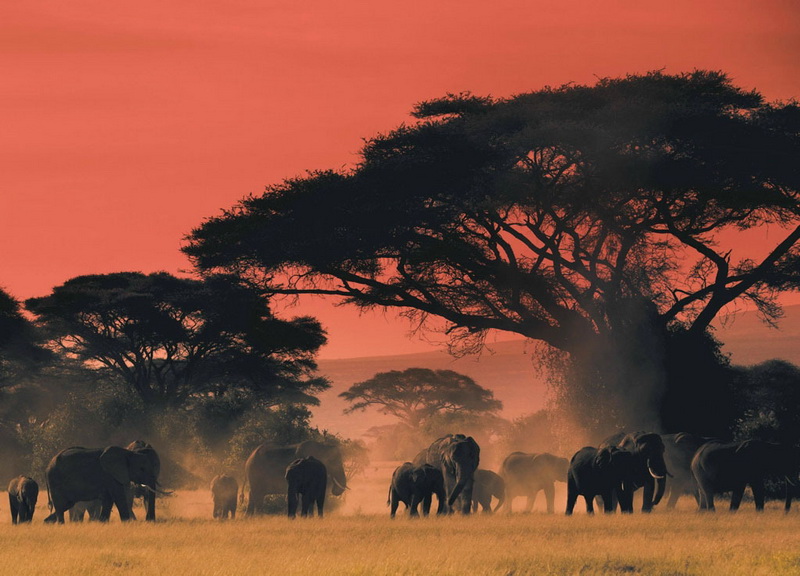 Elefantes-en-África